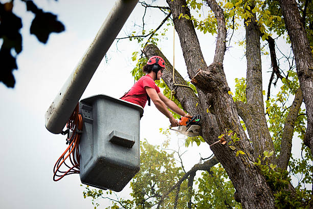 Dead Tree Removal in Shippensburg, PA